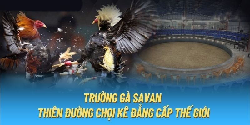 Khái quát thông tin quan trọng về trường gà Savan