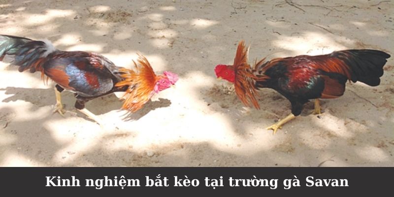 Bí quyết chọn kèo thơm khi tham gia tại trường gà Savan